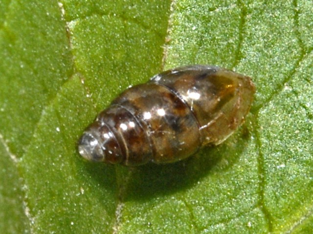 Una minuscola conchiglia dalla Val di Rhemes